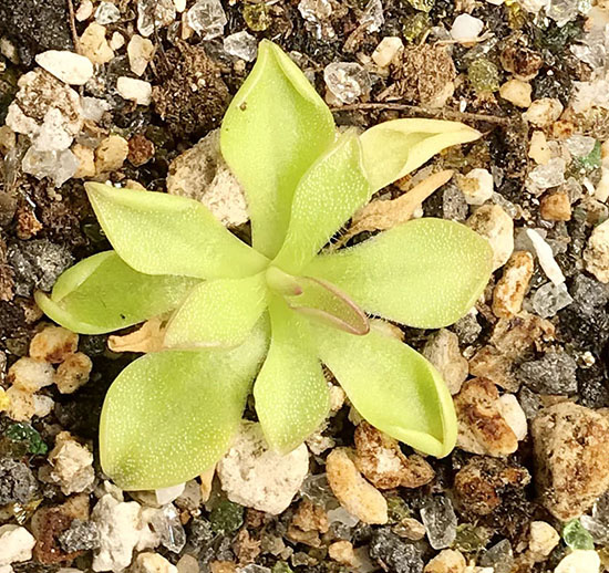 (image for) Pinguicula Agnata x Macrophylla 'Titan'